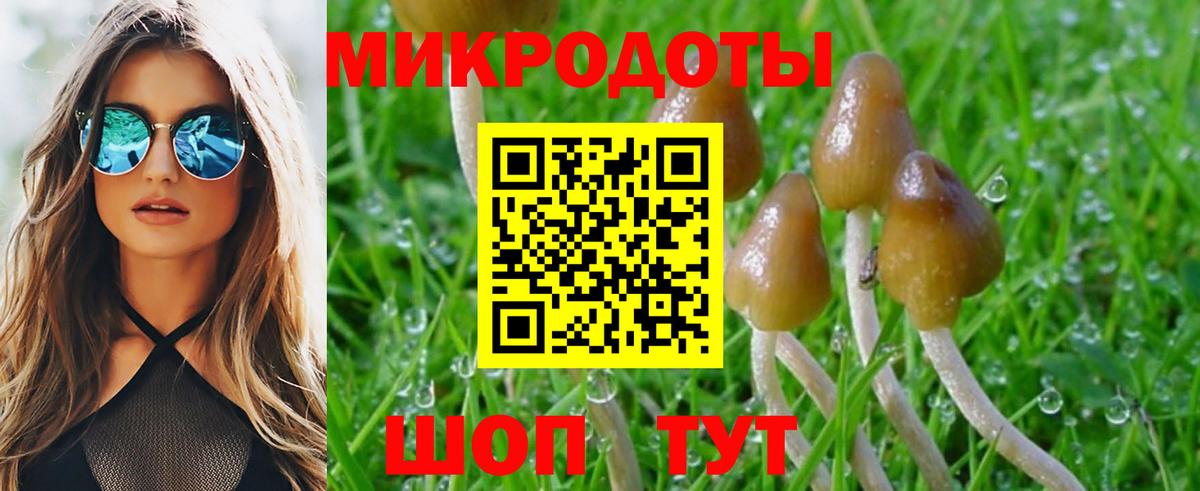 Псилоцибиновые грибы Psilocybine cubensis Боровичи